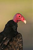 Turkey Vulture